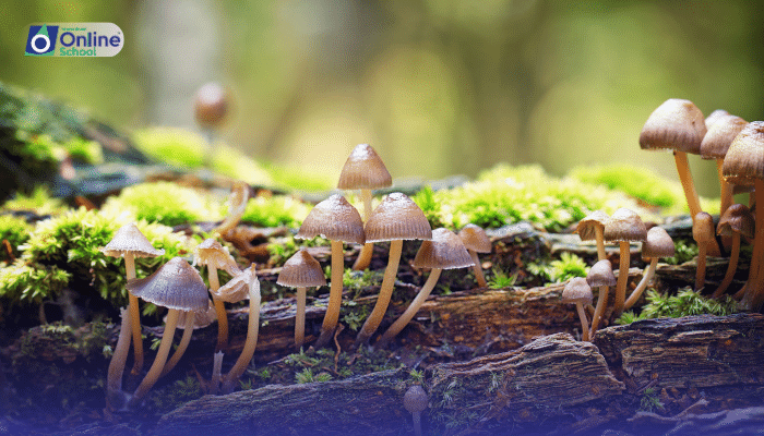 Lesson 05: Classification of Fungi